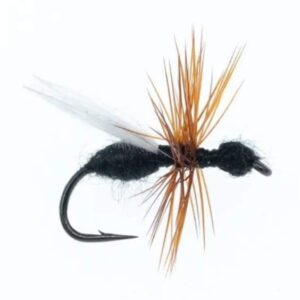 BLACK FLYING ANT(PRICE PER DOZEN)