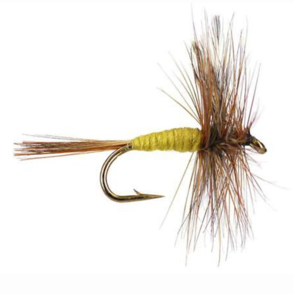 Adams Yellow(Price per dozen)